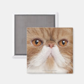 エキゾチック・ショートヘア（2,5歳） マグネット (正面/裏面)