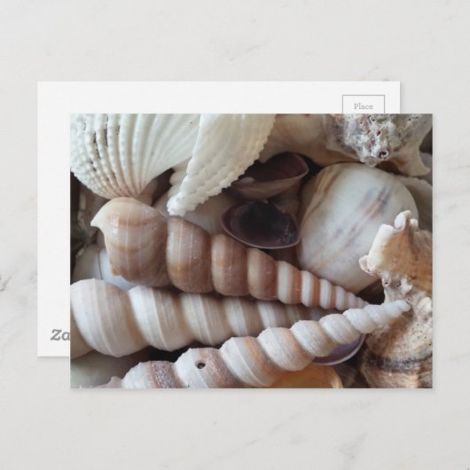 エキゾチック・シーシェルズコレクションサマービーチ ポストカード (正面/裏面)