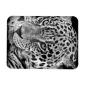 エキゾチック・ジャガー マグネット (横)