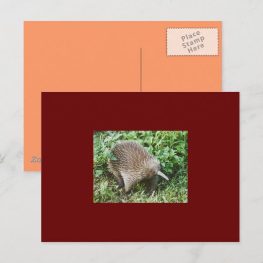 エキドナ ポストカード (正面/裏面)