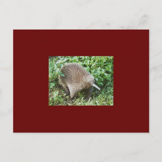 エキドナ ポストカード (正面)