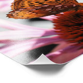エキナセアのオレンジ色の蝶の花8x10 フォトプリント            (角)