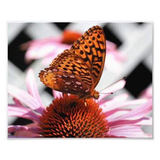 エキナセアのオレンジ色の蝶の花8x10 フォトプリント            (正面)