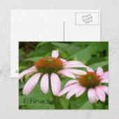 エキナセアの花の植物学的なピンクの花 はがき (正面/裏面)
