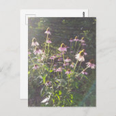 エキナセアの花in the Sun ポストカード (正面/裏面)