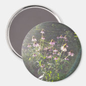 エキナセアの花in the Sun マグネット (正面/裏面)