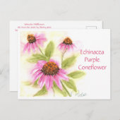 エキナセアパープルコナフロアーポストカード ポストカード (正面/裏面)