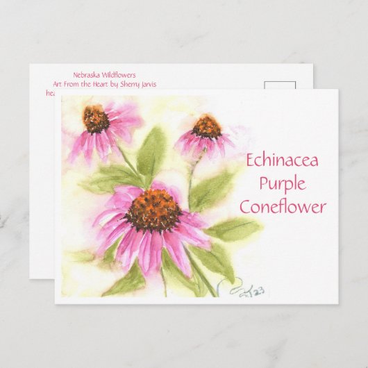 エキナセアパープルコナフロアーポストカード ポストカード (正面/裏面)