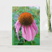エキナセアピンク カード (正面)