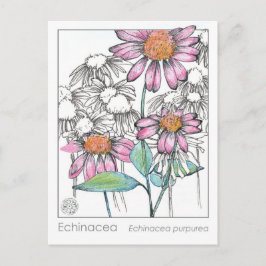 エキナセアマテリアメディカハーブ勉強植物カード ポストカード