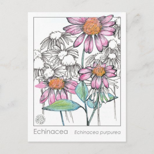 エキナセアマテリアメディカハーブ勉強植物カード ポストカード (正面)
