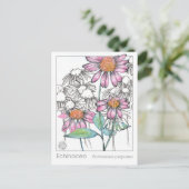 エキナセアマテリアメディカハーブ勉強植物カード ポストカード (スタンド正面)