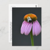エキナセア紫色のベニバナ葉書 ポストカード (正面/裏面)