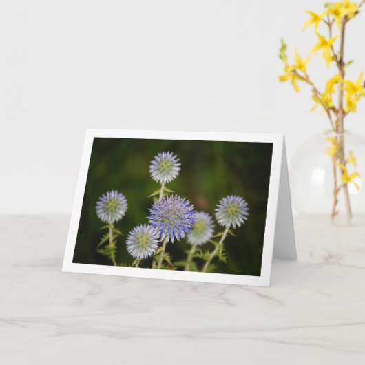 エキノプス スフェアロセファルス, 腺のある地球蓟 カード (黄色い花)