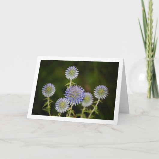 エキノプス スフェアロセファルス, 腺のある地球蓟 カード (正面)