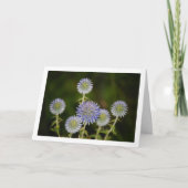 エキノプス・スフェロケファルス（Glandular Globe-thistle） カード (正面)