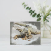 エクアドルにいるイグアナ ポストカード (スタンド正面)