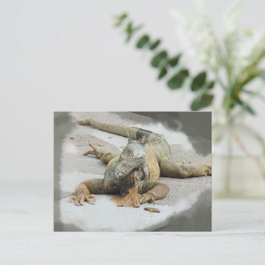 エクアドルにいるイグアナ ポストカード (スタンド正面)