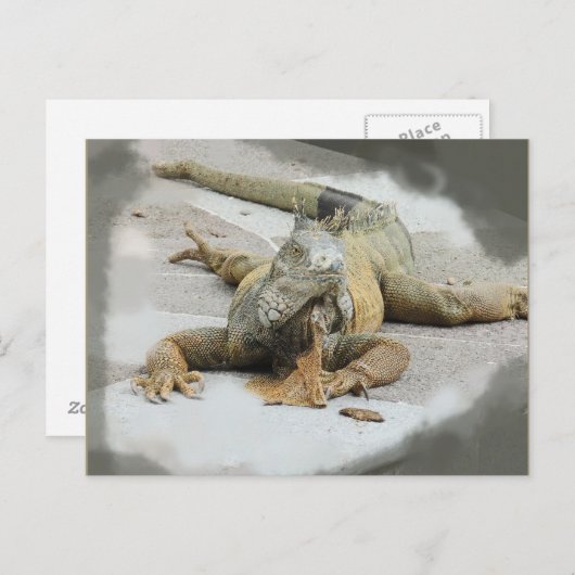 エクアドルにいるイグアナ ポストカード (正面/裏面)
