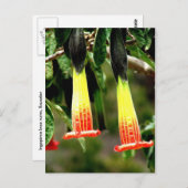 エクアドルのインガルカインカ遺跡 ポストカード (正面/裏面)