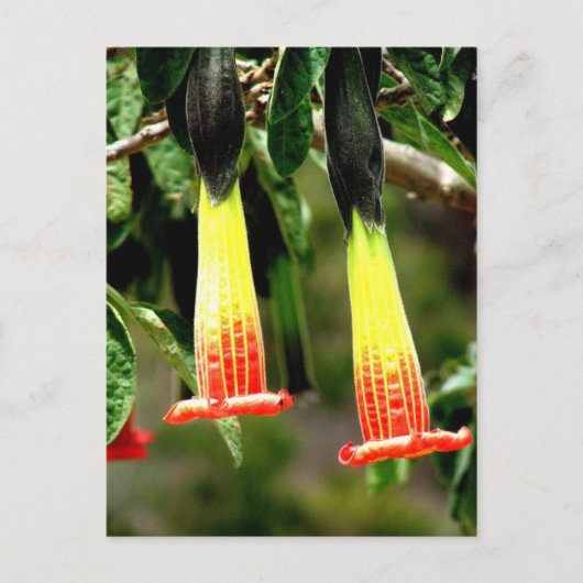 エクアドルのインガルカインカ遺跡 ポストカード (正面)