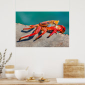 エクアドル，ガラパゴス島，色付きカニ ポスター (キッチン)