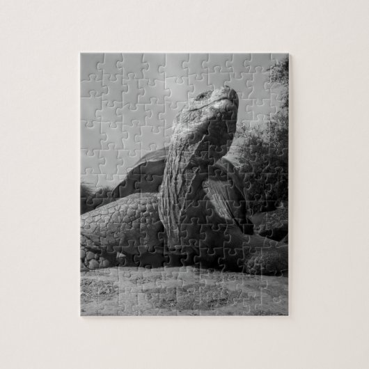エクアドル、ガラパゴス諸島国立公園、サンタ ジグソーパズル (縦)