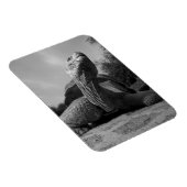 エクアドル、ガラパゴス諸島国立公園、サンタ マグネット (右側)