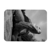 エクアドル、ガラパゴス諸島国立公園、サンタ マグネット (横)