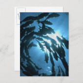 エクアドル、ガラパゴス諸島、ウルフ島、 ポストカード (正面/裏面)