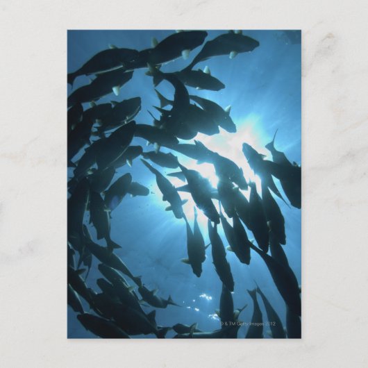 エクアドル、ガラパゴス諸島、ウルフ島、 ポストカード (正面)