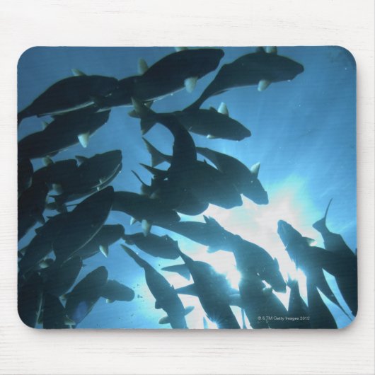 エクアドル、ガラパゴス諸島、ウルフ島。 マウスパッド (正面)