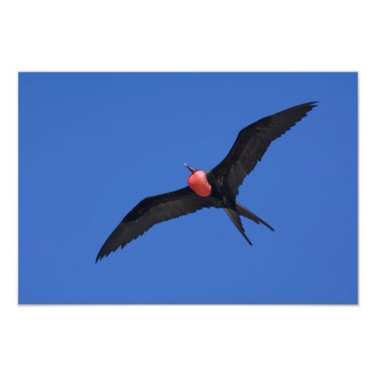 エクアドル、ガラパゴス。ジェノヴェサ島赤塔 フォトプリント            (正面)