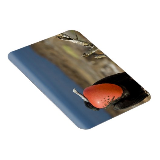 エクアドル、ガラパゴス、ジェノヴェサ島。プリンス マグネット (右側)