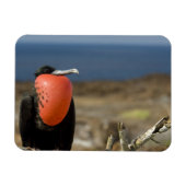 エクアドル、ガラパゴス、ジェノヴェサ島。プリンス マグネット (横)