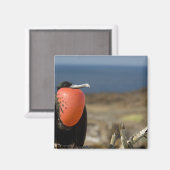 エクアドル、ガラパゴス、ジェノヴェサ島。プリンス マグネット (正面/裏面)