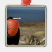 エクアドル、ガラパゴス、ジェノヴェサ島。プリンス メタルオーナメント (正面)