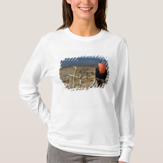 エクアドル, ガラパゴス, ヘノベサ島 王子 Tシャツ (正面)