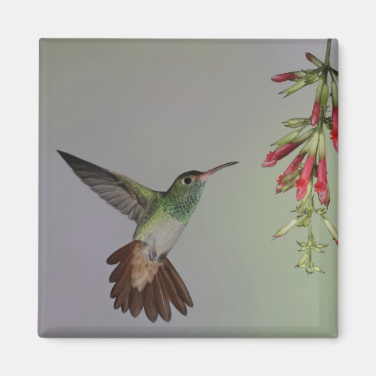 エクアドル、タンダヤパバードロッジ。尾の悪い マグネット (正面)