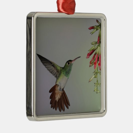 エクアドル、タンダヤパバードロッジ。尾の悪い メタルオーナメント (右)