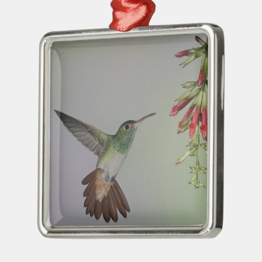 エクアドル、タンダヤパバードロッジ。尾の悪い メタルオーナメント (左)