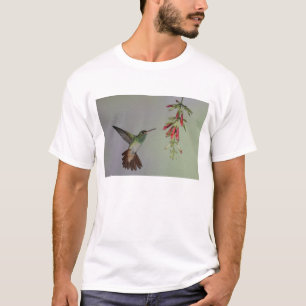 エクアドル、タンダヤパ・バードロッジ。アカオハチドリ Tシャツ