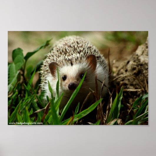 エクスプローラーポスター ポスター (正面)