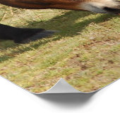 エクムーア・ポニー ポスター (角)