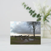 エクムーア・ポニー ポストカード (スタンド正面)