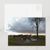 エクムーア・ポニー ポストカード (正面/裏面)