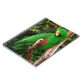 エクレクタスオウム ノートブック (左側)