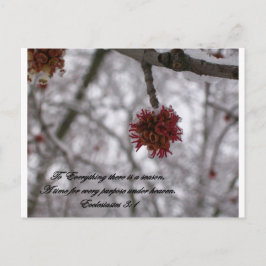 エクレシアテス3:1 ポストカード