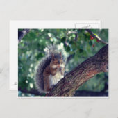 エクロイユ ポストカード (正面/裏面)