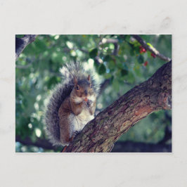 エクロイユ ポストカード